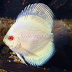Albino Blue Diamond Discus