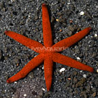 Linckia Sea Star, Red 