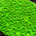 Brain Coral, Green