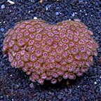Coral Polyps: Colonial Coral and Button Polyp Corals