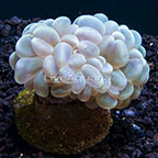  Aquacultured Pearl Bubble Coral
