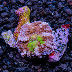 Purple/Green Ricordea Yuma, Aquacultured ORA®