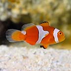 Semi Picasso Clownfish, Captive-Bred