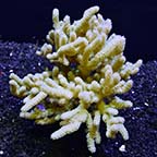 Sinuaria Finger Leather Coral