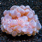 Bubble Coral, White 