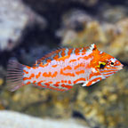 Choat's Red Leopard Wrasse