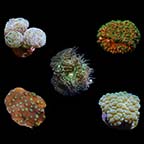 ORA® Aquacultured Assorted LPS Frag 5 Pack
