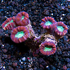 Candy Cane Coral 