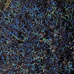 ORA® Aquacultured Blue Hypnea Algae