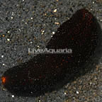Sea Cucumber, Black 