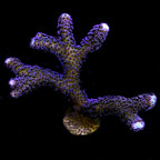  Aquacultured Purple Stylophora Coral