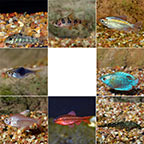 Aquatic Life Pack - Freshwater Fish