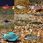 Aquatic Life Pack - Freshwater Fish