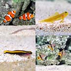Aquatic Life Pack - Marine Fish