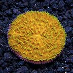 Plate Coral, Orange with Green Polyps