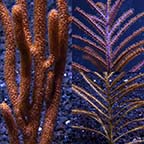 Assorted Sea Fan Variety 3 Pack, Maricultured