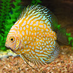 Yellow Pigeon Blood Discus