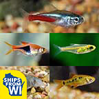 LiveAquaria® Premium Rasbora Buddy Freshwater Packs LiveAquaria® Premium Rasbora Buddy Freshwater Packs