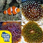 Premium Bubble Tip Anemone Pack w/ FREE Clownfish