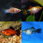LiveAquaria® Premium THE AHA Freshwater Fish Pack