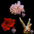 LiveAquaria® CCGC Aquacultured Coral Frag 3 Pack, Cheerleader