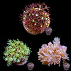 LiveAquaria® CCGC Star Aquacultured Coral Frag Pack