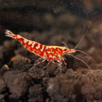 Red Fishbone Shrimp 