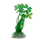 LiveAquaria® 4" Long Legged Small Leaf Plant