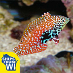 Blue Star Leopard Wrasse EXPERT ONLY
