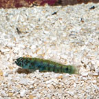 Queensland Dwarf Goby