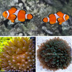 Clownfish and Anemone Bundle