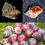 Core Clean-Up Pack
