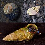 Active Clean-Up Pack