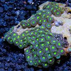 Colony Polyp Zoanthus Corals
