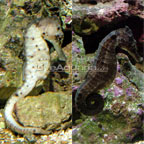Great Seahorse - Tank-Bred