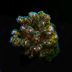 ORA® Aquacultured Pink and Green Pocillopora damicornis Coral