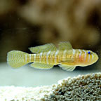 Yellow Priolepis Goby