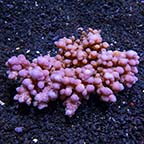 Acropora granulosa - Bali Aquacultured