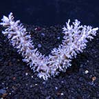 Acropora Coral, Purple Tip Bottlebrush - Aquacultured (Build Your Own)