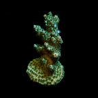 Acropora Frag 5 Pack, Aquacultured ORA®