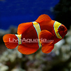 Gold Stripe Maroon Clownfish, Captive-Bred