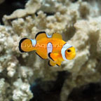 Teardrop Ocellaris Clownfish, Captive-Bred