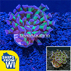 LiveAquaria® CCGC Aquacultured Bicolor Hammer Coral