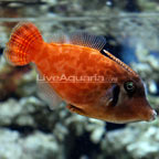 Colored Filefish 