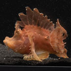 Rhinopias Scorpionfish