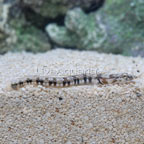 Orangethroat Pikeblenny