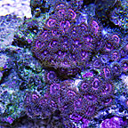 Colony Polyp, Pink Rays