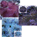 Malu Anemone
