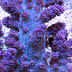 Carnation Tree Coral, Blood Red