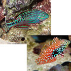 Blue Star Leopard Wrasse EXPERT ONLY